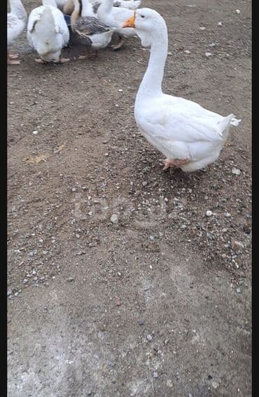 İtlər: Dişi, | Xolmogor, Damazlıq, Ödənişli çatdırılma — 2