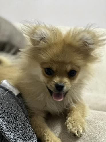 ucuz it: Şpitz — 6