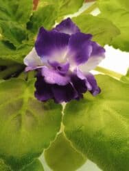 bənövşə gülü şəkilləri: Цветущие фиалки.По 10 м — 4