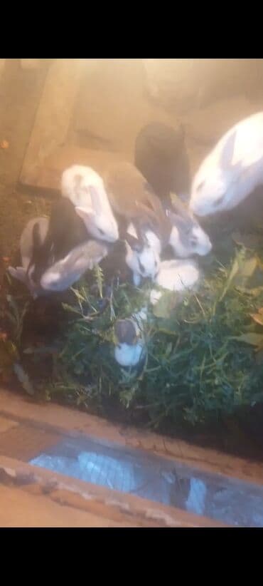 Satış üçün dovşanlar - Növ: evdə bəslənmiş ətlik/çoğalmaq üçün