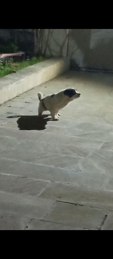 it adlari azeri: 2 ay, Dişi, Ünvandan götürmə — 2