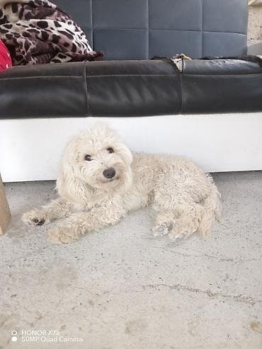 Pudel