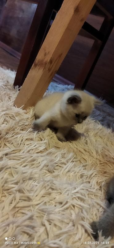 hamster satis: Britan — 6