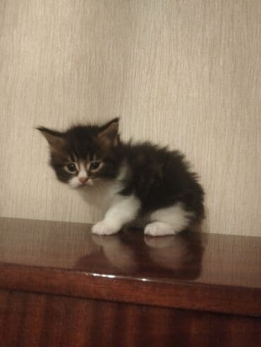 pisik yemeyi: Meyn-kun, Erkək, Dişi, Yaxşı əllərə — 5