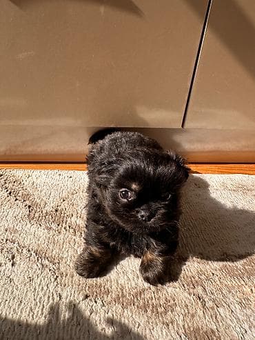 haski balasi satilir: Pekines, 2 ay, Erkek, Peyvəndli, Ünvandan götürmə — 3