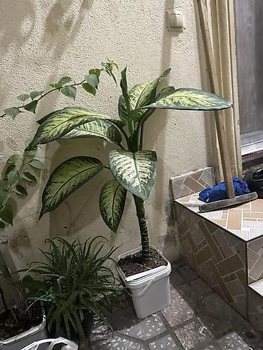 dekorativ bitkilər: Dieffenbachia (Diffenbaxiya) – dekorativ yarpaqlı otaq bitkisi - Növ — 1