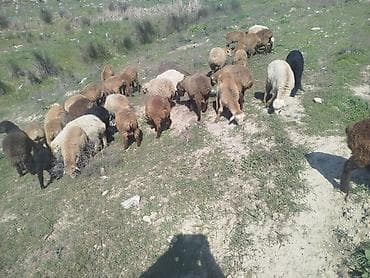 it pisik sekilleri: Qoyun sürüsü – qarışıq rəng və növlər - Məhsul: Qoyunlar (sürü — 1