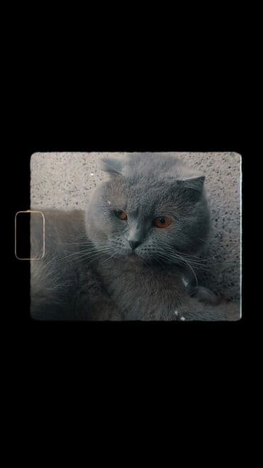 Şotland yastı qulaq, Erkək, Cütləşmə üçün, Ünvandan götürmə lalafo.az -da Şotland yastı qulaq, Erkək, Cütləşmə üçün, Ünvandan götürmə