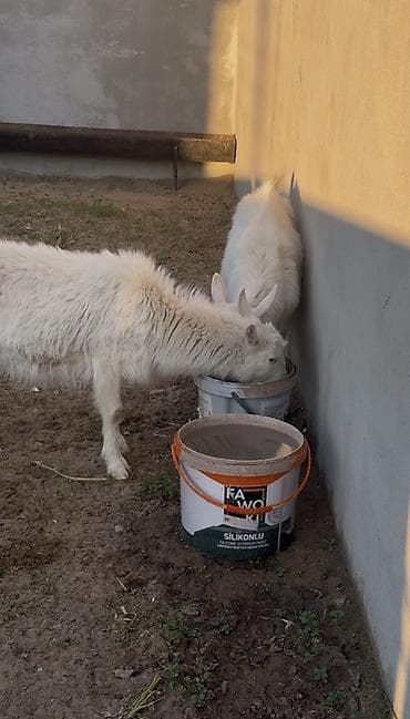 diş ağardıcı qelem: Dişi, il: 1, Damazlıq, Ünvandan götürmə — 9