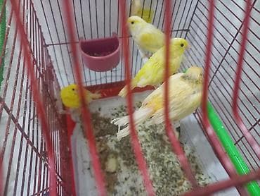 Птицы: Iki bala qefez 170m cütler qefez qarışıq 140m Məhsul təsviri: - Evdə — 4