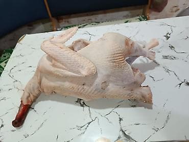 sanen keçi: Hinduşka cücələri – müxtəlif rənglərdə, sağlam və aktiv bala quşlar - — 8