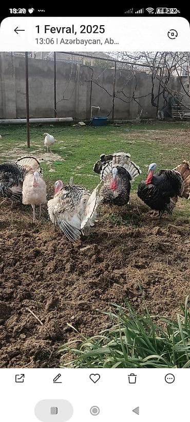 Atlar: Məhsul: Hind toyuqları (papaqlı hinduşkalar) Təsvir: - Şəxsi həyətdə — 3