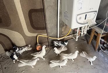 Digər heyvanlar: 12 dene quwdu,ust uste 15 azn tek cut qiymet ferqlidi tam saglam — 1