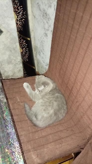 манчкин кот цена бишкек: Британская вислоухая, Самка, Самовывоз — 2