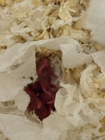 hamster satış: Hamster balaları – Cırtdan növü Təsvir: - Şəkillərdə cırtdan hamster — 2