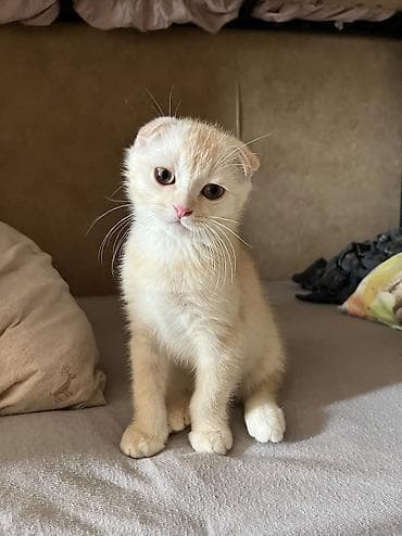 ucuz pişiy: Qızıl şinşilla, Erkək — 3