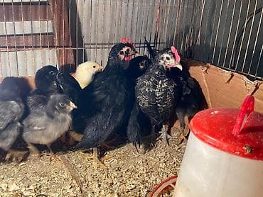 kənd cücəsi: Damazlıq — 2