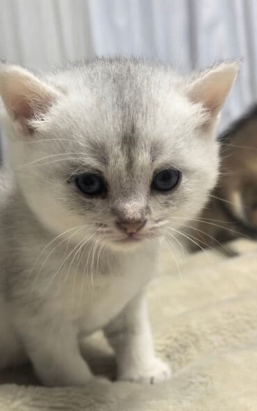 arı şəkilləri: Qızıl şinşilla, Yaxşı əllərə, Pulsuz çatdırılma — 9