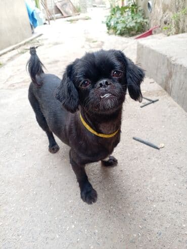 dişi itlər: Pekines, 2 il, Dişi, Cütləşmə üçün — 1