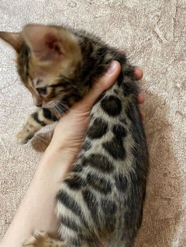 it adları erkek: Продаются VIP Бенгальские котятамальчики и девочки, чистокровные — 5