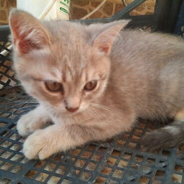 шотландская вислоухая серая: Gözəl boz rəngli balaca pişik skotiş strayt balası 2 aylıqdır — 2