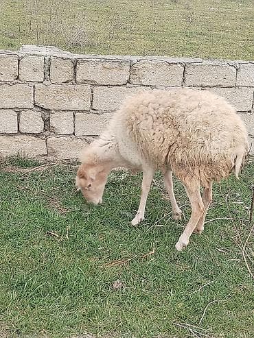 Akvariumlar: Dişi, il: 1, Damazlıq — 3