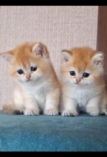 pişik tasma: Qızıl şinşilla, Erkək, Cütləşmə üçün — 5