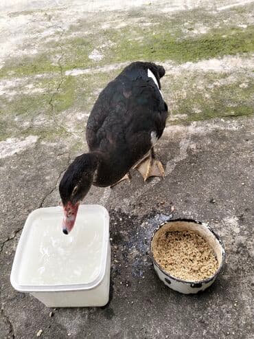 quzu şəkilləri: Erkək, | Lal ördək, Damazlıq, Ünvandan götürmə — 17