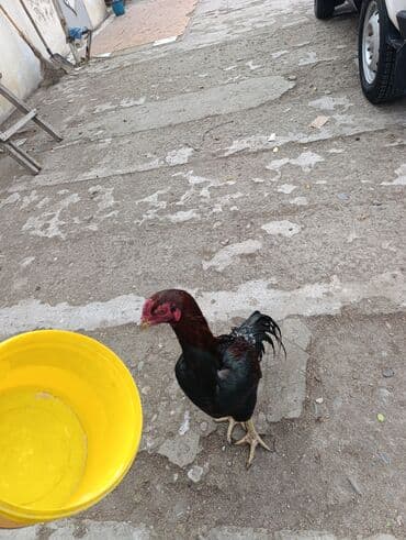 kanada sortu hinduska: Aseel tipli döyüşçi xoruz - Cins: Aseel tipli, hündürboy, uzun — 6