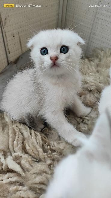 pişiyler: Şotland yastı qulaq — 4