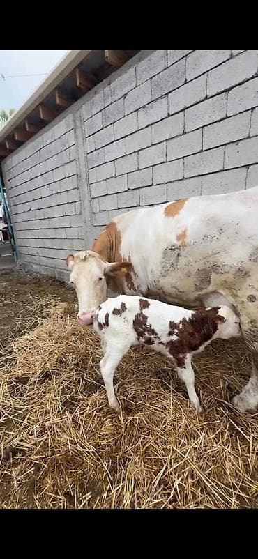 dana inək: Satılır: inək buzovu ilə birlikdə - Cins tipi: Simental tipli — 4
