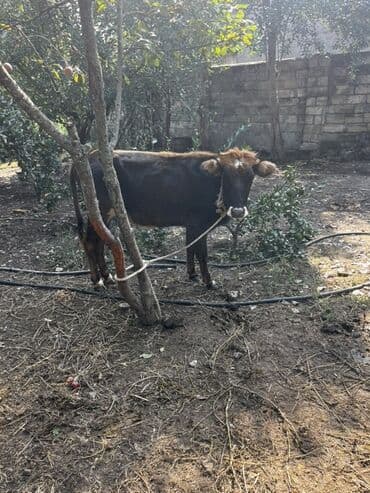 yerli inekler: Məhsul: Mal-qara (2 baş düyə/inek) Təsvir: - Şəkillərdə 2 baş — 1