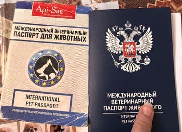 Digər heyvanlar: Şpitz, 4 ay, Dişi — 6