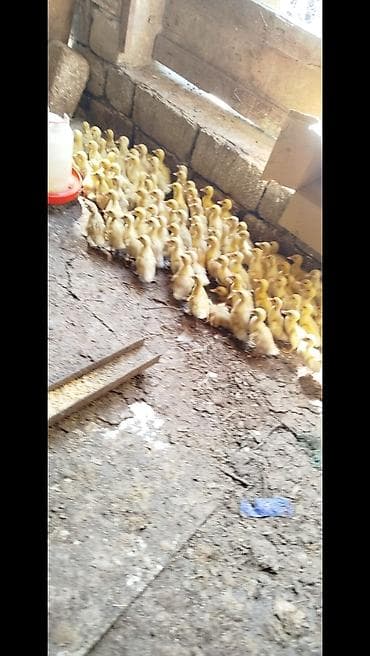 kreditle heyvan satisi: Salam tam saqlam pekin kuban krdeklerdi 15 gunukduler .Unvan . Mawdaqa — 3