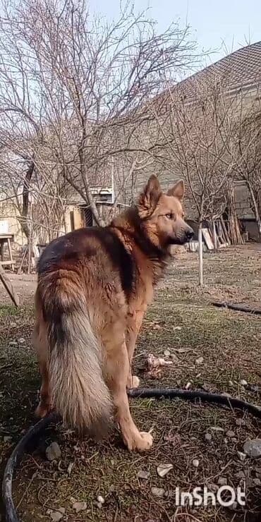 it satisi: Doq, 1 il, Erkek, Peyvəndli, Ünvandan götürmə — 2