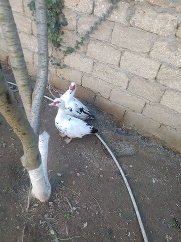 Inəklər, öküzlər: Erkək, | Lal ördək, Damazlıq, Ünvandan götürmə — 3