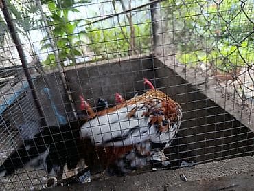 heyvan satisi: Salam barter olunur baxır təklifə — 3