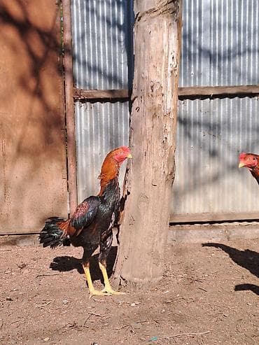 Cins: Uzunboylu yerli xoruz (oyun tipli) Rəng: Qırmızı-qara parlaq
