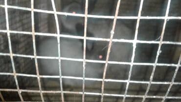 Holland karlik dovsan 2dene