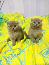 pişik cutleşdirme: Şotland, Dişi, Yaxşı əllərə, Ünvandan götürmə — 3