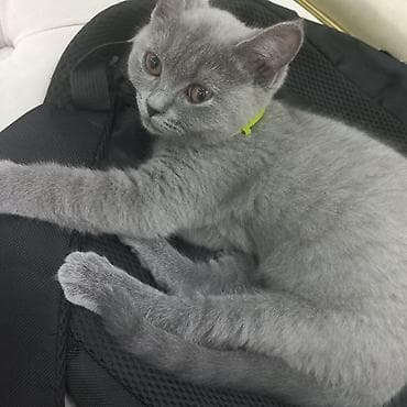 british pişik: Britan, Dişi, Yaxşı əllərə, Ünvandan götürmə — 7