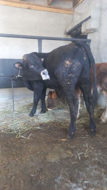 Inəklər, öküzlər: Salamlar iri buynuzlu mal aliram kimdə var xeber etsin boğaz qisir — 5