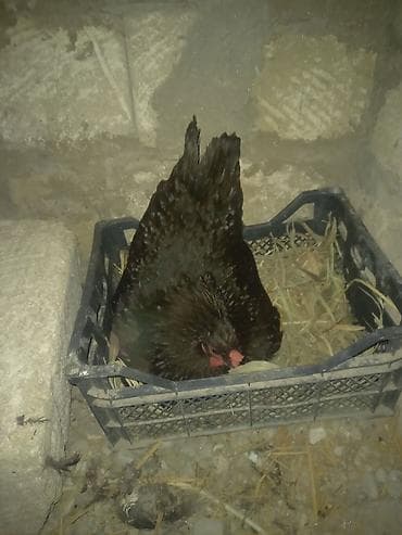 kurt: Toyuq, Australorp, Damazlıq, Ünvandan götürmə — 3