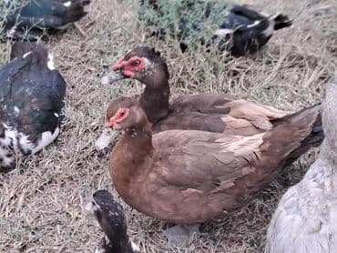 Ət: Salam lal ördəklər satılır . Tam çəkilərin almış yerli və cins 700 — 13