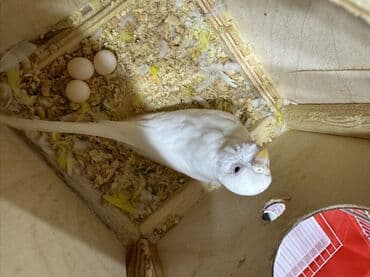 taxta qəfəs: Quşlar üçün nəzərdə tutulmuş qırmızı rəngli qəfəs. Qəfəsin içərisində — 8