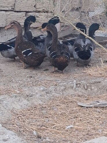 ruan ordək: Salam temiz qan ruan ordekleridi 7eded 1ilik ve 7eded 6 ayliq — 2