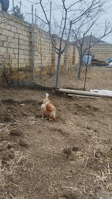 goyercin satilir: Temiz qan lohmann brown toyugunun mayali yumurtasi 1.5 man satilir — 2