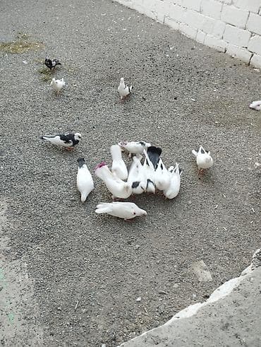 tovuz quşu qiyməti: Hoptum satilir 1ededi 15 aznden icinde deste boynugulluler ucanlar — 7