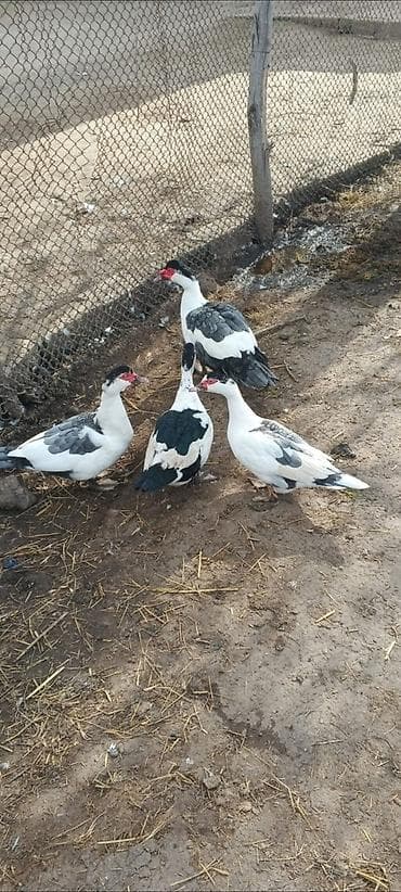 it pisik sekilleri: SATILIR 3 FƏRƏ 1 XORUZ QİYMƏT 1 DƏNƏSİNƏ AYİDİR tək satılmır ENDİRİM — 1