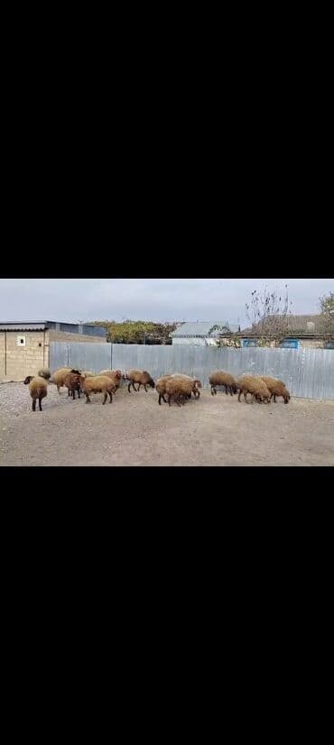 damazliq qoyun quzular: Super kok quzular satılır balacası 18 kilo yeke si 26 kilo temz eti — 3